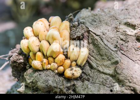 Forest mushrooms on an old tree trunk . A group of toadstool mushrooms. Forest mushrooms. Stock Photo