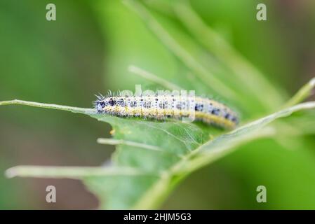 Close up of Cabbage White Caterpillar eating holes in cabbage leaf. Shallow depth of field. Stock Photo
