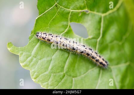 Close up of Cabbage White Caterpillar eating holes in cabbage leaf. Shallow depth of field. Stock Photo