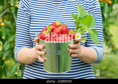 Womans hands are holding a bucket with freshly picked strawberries. Ripe organic strawberries. Harvest concept. Stock Photo