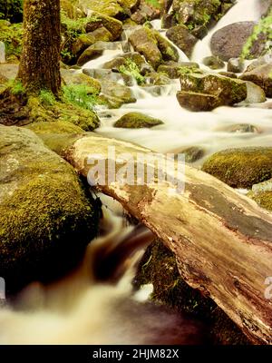 Superb Becky Falls, Water rushing through ancient woodland, natural intimate landscape Stock Photo