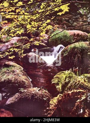 Superb Becky Falls, Water rushing through ancient woodland, natural intimate landscape Stock Photo