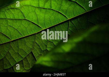 Close-up of an avocado leaf fragment, selective focus. Can be used as a green abstract background with copy space. Stock Photo