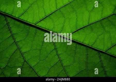 Natural texture of an avocado leaf close-up. Can be used as a wallpaper or green abstract background with copy space. Stock Photo