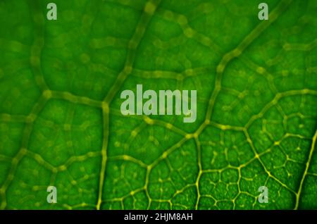 Close-up of a defocused image of green leaf texture. Abstract green background with copy space. Stock Photo