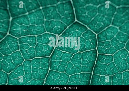 Macro defocused image of green leaf texture. Can be used as green abstract background with copy space. Stock Photo