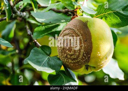 Rotting fruit with mould in spiral pattern hanging on tree Stock Photo