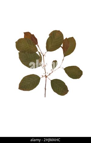 Herbarium dry branch of Frangula isolated on white background. Stock Photo