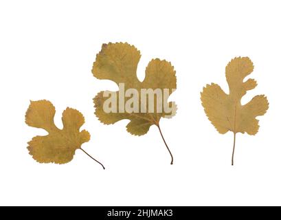 Herbarium dry plant isolated on white background. Stock Photo