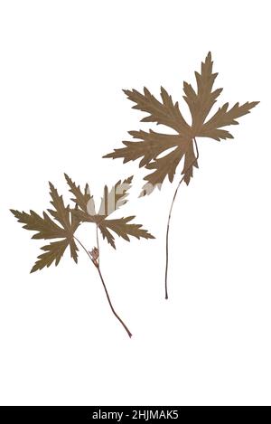 Herbarium dry plant isolated on white background. Stock Photo
