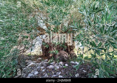 Centuries old olive tree in Laneia, Cyprus. Wide angle view through branches Stock Photo