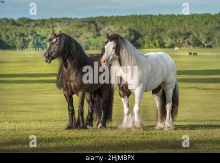 Pair of Gypsy Vanner Horse mares stand together in paddock Stock Photo