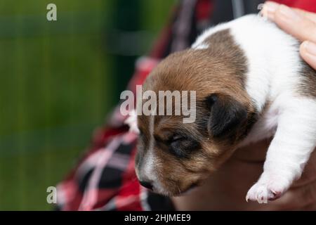 two-week-old Jack Russell Terrier whelp on the arm Stock Photo