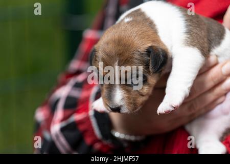 two-week-old Jack Russell Terrier whelp on the arm Stock Photo