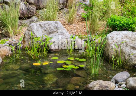 Pond with Acorus calamus ‘variegatus' - Variegated Sweet Flag, Pontederia cordata - Pickerel Weed, Nymphaea - Waterlilies in front yard garden. Stock Photo