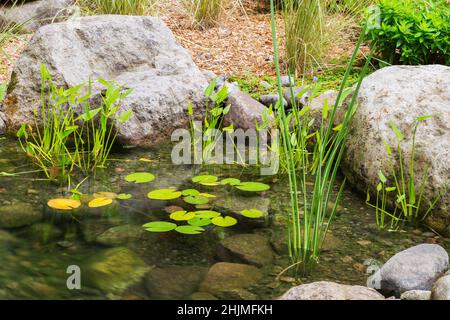 Pond with Acorus calamus ‘variegatus' - Variegated Sweet Flag, Pontederia cordata - Pickerel Weed, Nymphaea - Waterlilies in front yard garden. Stock Photo