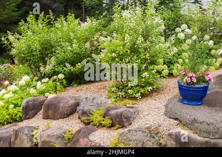 Hydrangea arborescens 'Annabelle', paniculata shrubs in raised rock edged mulch border and blue ceramic planter with pink Impatiens - Balsam flowers. Stock Photo