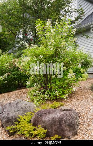 Hydrangea arborescens 'Annabelle', and paniculata shrubs, Pteridophyta - Ferns in raised rock edged mulch border in backyard garden in summer. Stock Photo