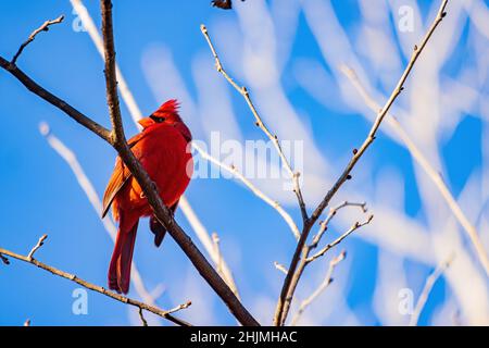 Close up shot of cute small red Northern Cardinal at Oklahoma Stock Photo
