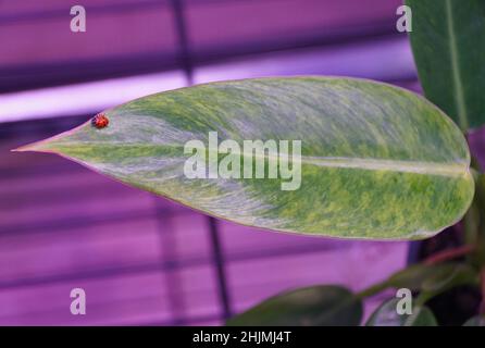 A ladybug crawling on the green leaf of Philodendron Calkin's Gold Stock Photo