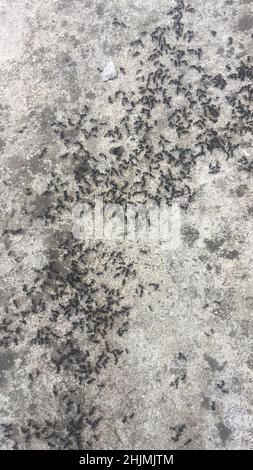 Massive Colony of Black Ants Swarming on Rough Concrete Ground Stock Photo