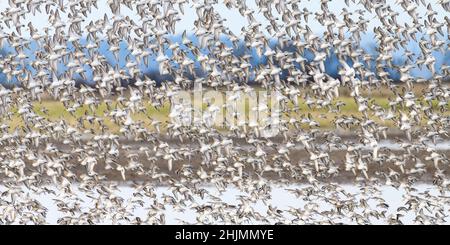 A flock of dunlin shorebirds fly in close formation over the farmland of the Skagit Valley in the Pacific Nortwest in winter Stock Photo