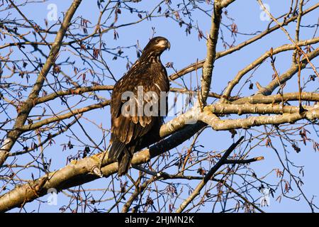 An immature bald eagle stands on a tree branch and watches intently during winter in the Skagit Valley of Washington State Stock Photo