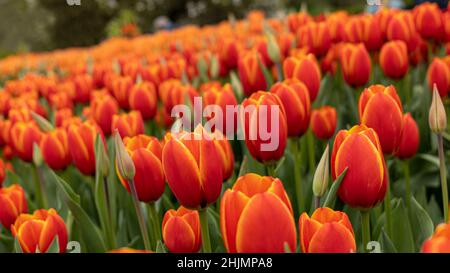 Blooming tulips in the park Stock Photo