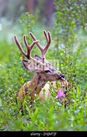 Mule Deer Buck with large Antlers in velvet feeding on Service berries. Stock Photo