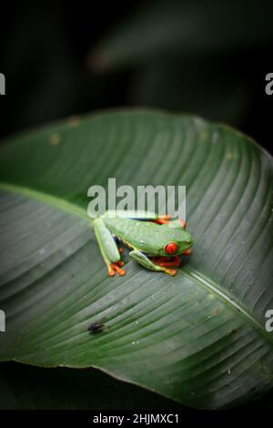 Red eyed tree frog sitting on the leaf, Costa Rica Stock Photo