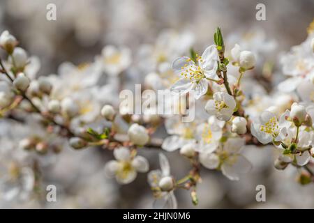 Blooming white sakura cherry blossom flowers close-up Stock Photo