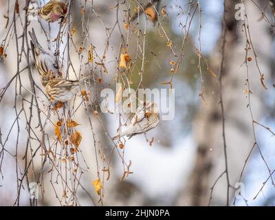 A flock of common redpolls, lat. Acanthis flammea, feeding on birch in winter. Common redpoll, cute bird with bright red patch on its forehead sits on Stock Photo