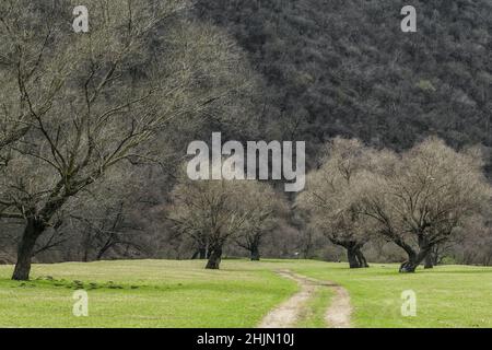 Dirt road through landscape with meadows and trees in early spring Stock Photo