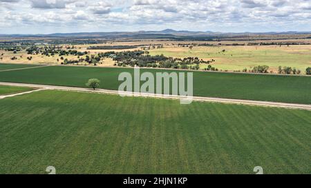 Aerial of cotton farms irrigated with water from the Dawson River near Theodore Queensland Australia Stock Photo