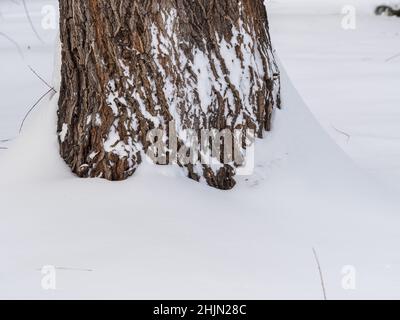 A tree trunk, snowbound in winter. The trunk of a willow covered with snow. Nature in winter. Trees in winter. Stock Photo