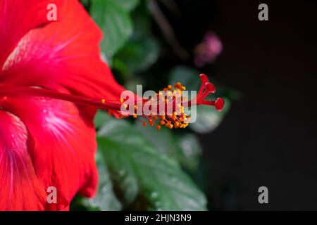 Large, red, hibiscus flower on a blurred background of green leaves, grown indoors, with emphasis and focus on the flower's stamen -06 Stock Photo