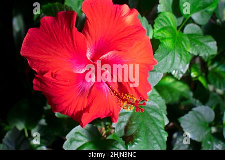Large, red, hibiscus flower on a blurred background of green leaves, grown indoors, with emphasis and focus on the flower's stamen -07 Stock Photo