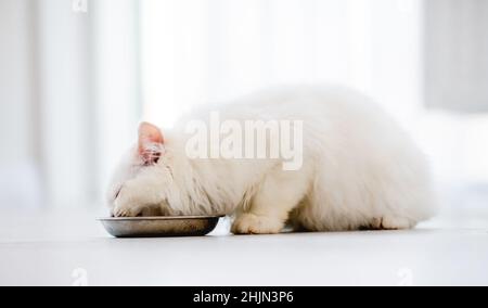 Ragdoll cat in light room Stock Photo