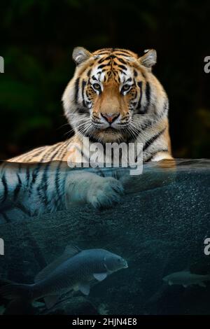 Portrait tiger half in the water. Underwater world with fish and bubbles. Surreal concept art Stock Photo