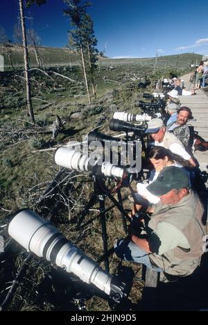 Line of wildlife photographers in Yellowstone National Park Wyoming USA Stock Photo