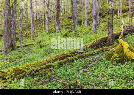 Fallen old mossy tree logs in a forest Stock Photo