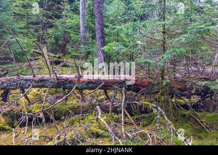 Fallen spruce tree in an old forest Stock Photo