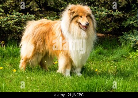 Сollie rough stands. The Collie rough is on the green grass. Stock Photo