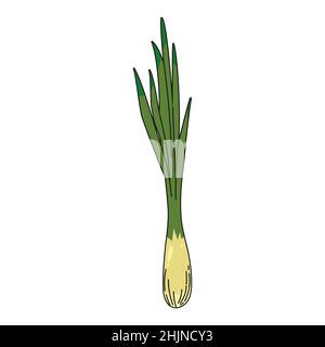 Fresh Green Onion vegetable hand drawing colorful doodle icon, organic farm product. Vector sketch illustration vintage, retro engraving style Stock Vector