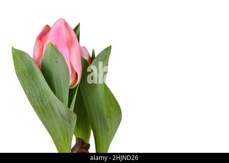 Pink blooming tulip flower on side ofwhite background with copy space Stock Photo