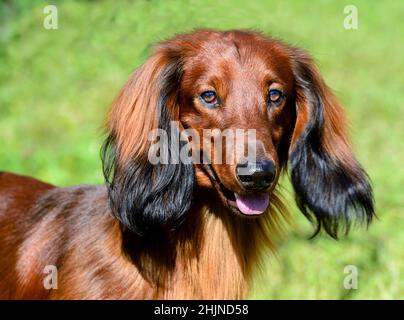 Dachshund long-haired portrait. Dachshunds is in the park.