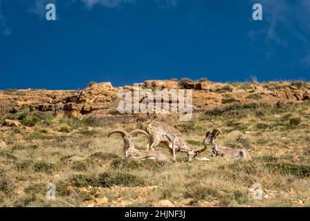 bharal or himalayan blue sheep group or family major prey of snow leopards together basking sun in high himalayas at kibber wildlife sanctuary spiti Stock Photo