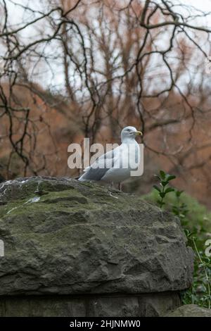 Seagull sitting on the big moss-covered stone, blurred background, Portrait of Seagull, close up photography, St Stephen’s Green Park, Dublin, Ireland Stock Photo