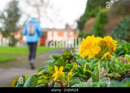 Rear view of a woman walking through a park Stock Photo