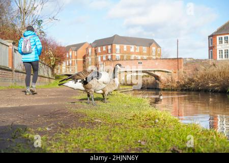 Woman walking past geese along a canal path Stock Photo